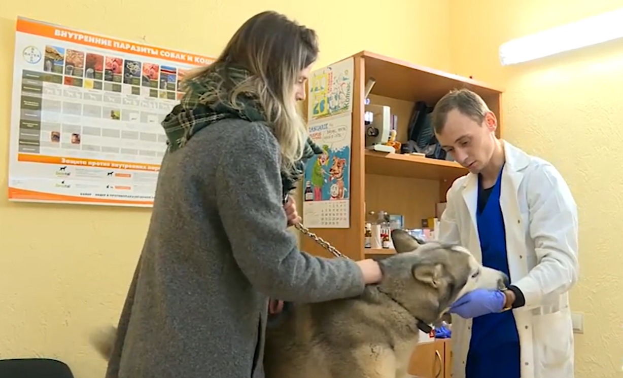 В зимние праздники растет число случаев отравлений у домашних питомцев.