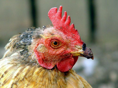 Opt țări au suspendat importul de carne din Franța din cauza gripei aviare.