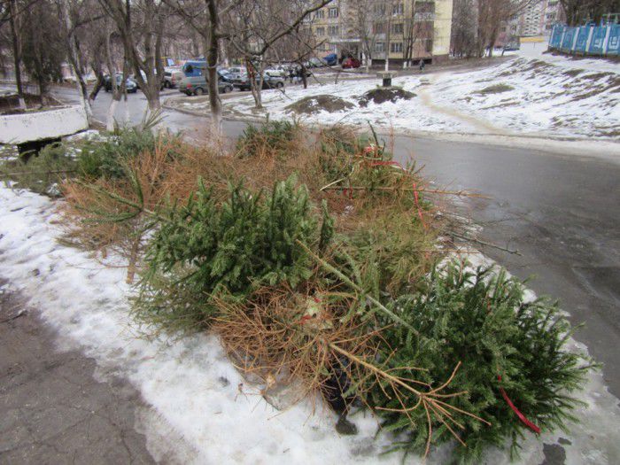 Brazii uscați vor fi transportați separat de către serviciile municipale la Grădina Dendrologică pentru a fi reciclați. Foto: chisinau.md