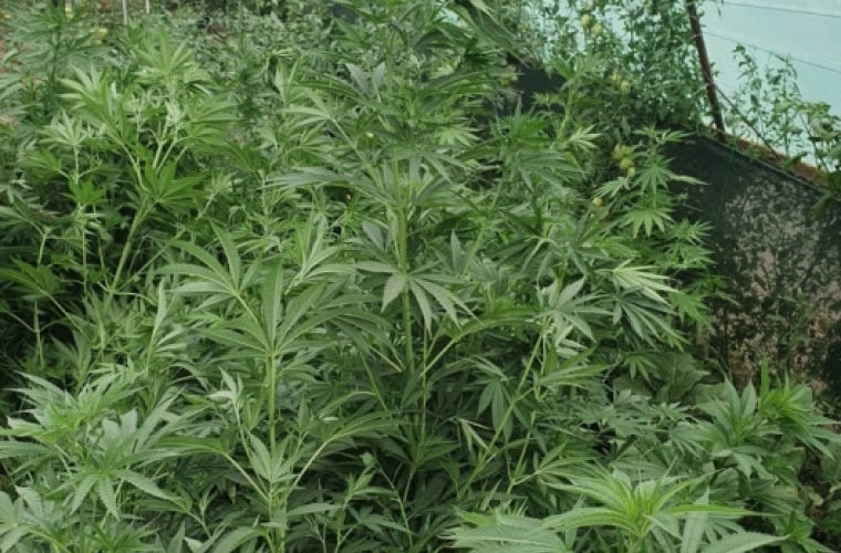 Плантации марихуаны обнаружены у двух жителей Кагульского района. Фото: noi.md.