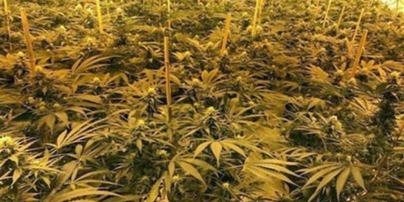 Британская полиция обнаружила огромную плантацию конопли в ядерном бункере.