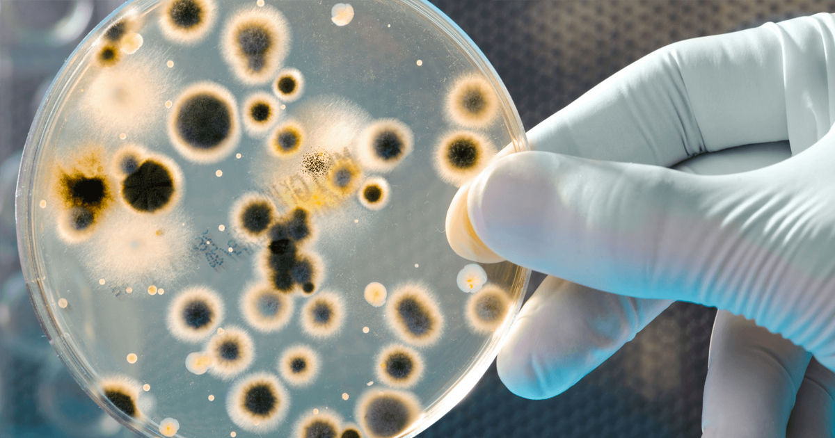Oameni de știință: Noi factori care suprimă creșterea bacteriilor, descoperite.