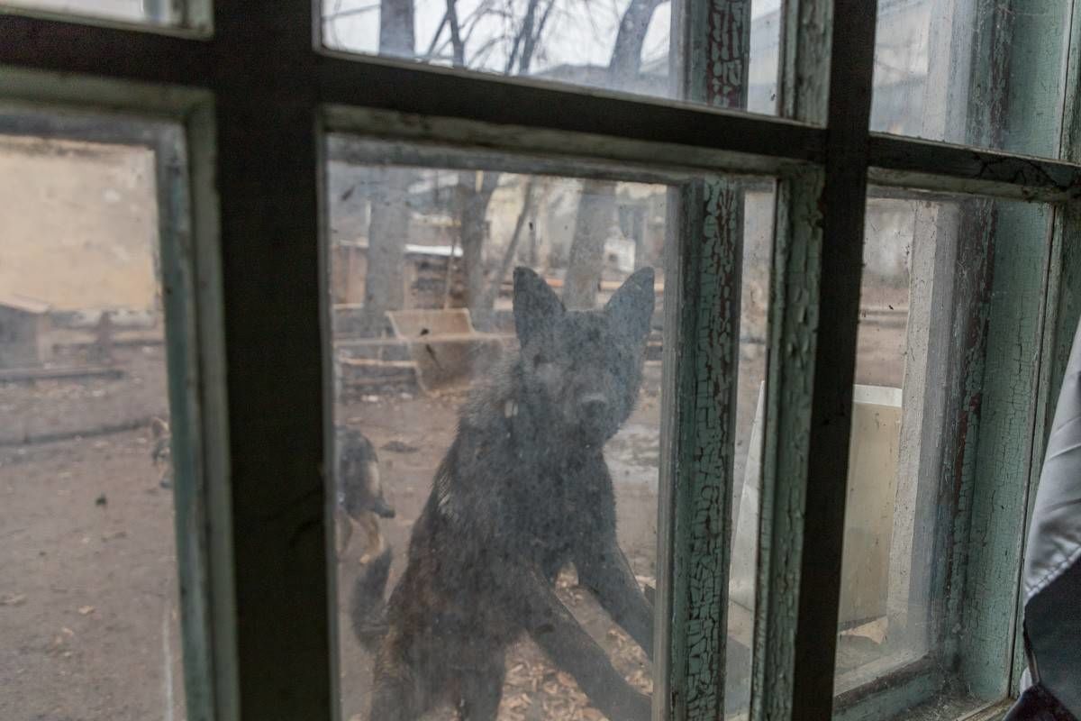 В Приднестровье предлагают создать закон о защите животных.