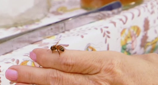 Metode simple: Cum poţi trata acasă înţepăturile de albină