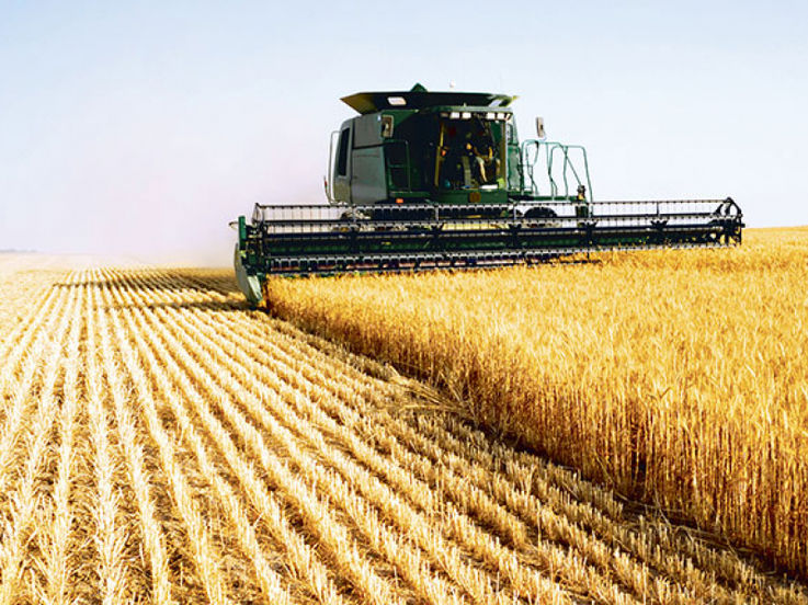 În acest an, în RM se aşteaptă o recoltă de grâu de până la 600 mii tone