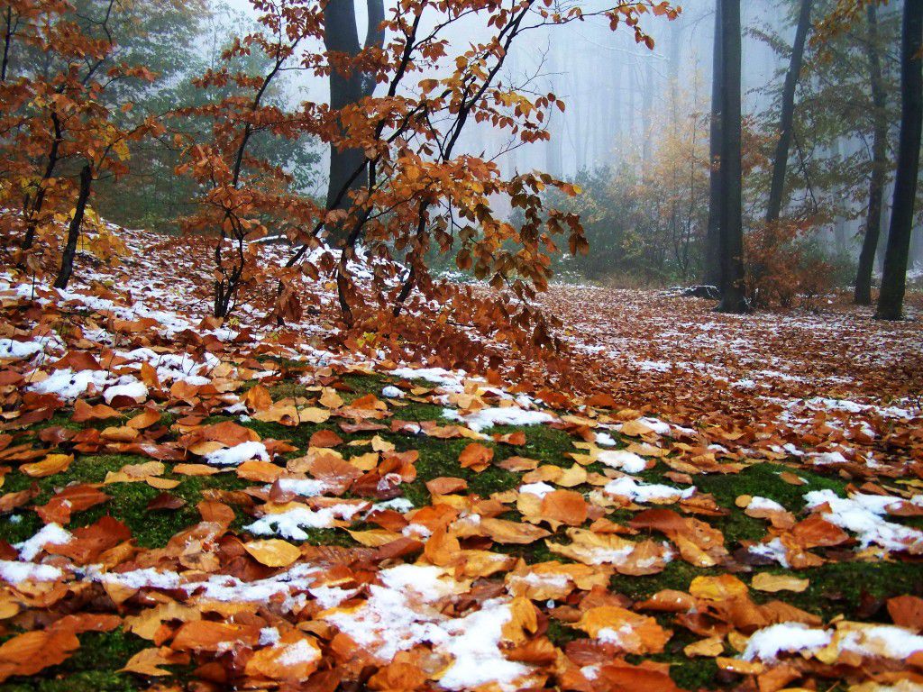 Iarna, tot mai aproape. Câte grade vor indica termometrele