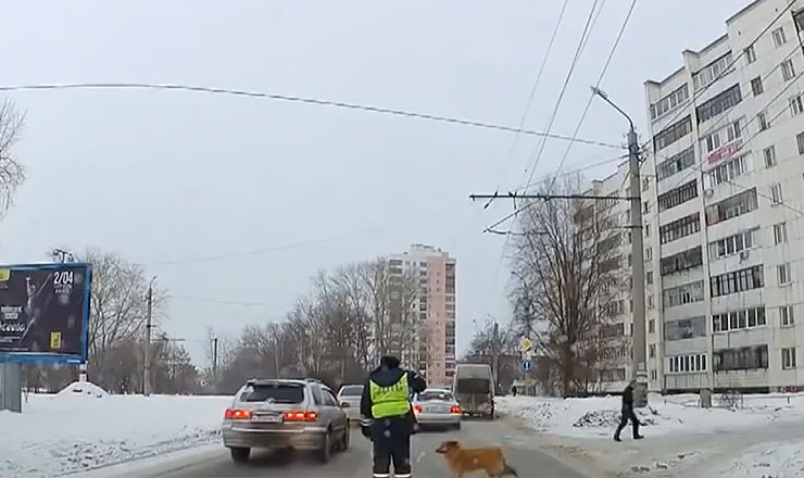 В Челябинске сотрудник ГАИ остановил движение из-за хромого пса.