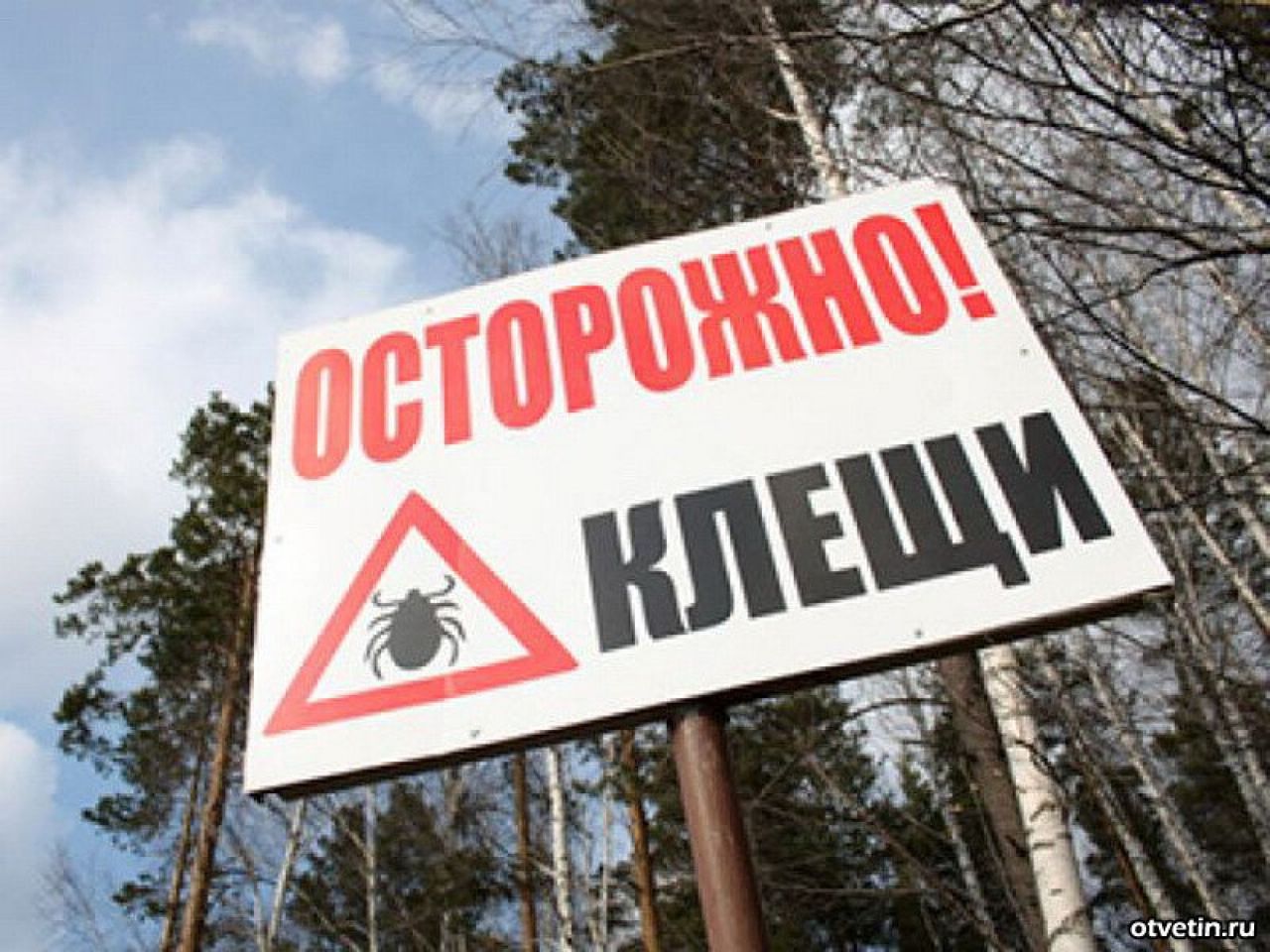 Заболевание от укуса клеща может начаться через несколько дней.