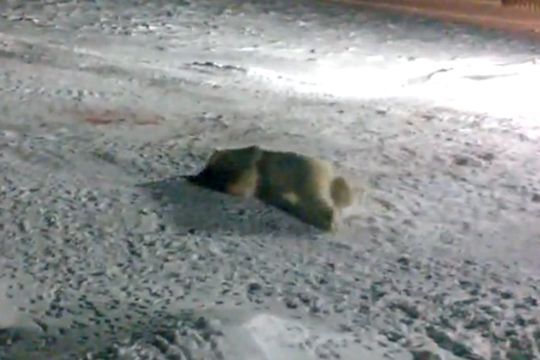Сам повар Евгений Юргай, он не бросал в сторону животного взрывпакета.