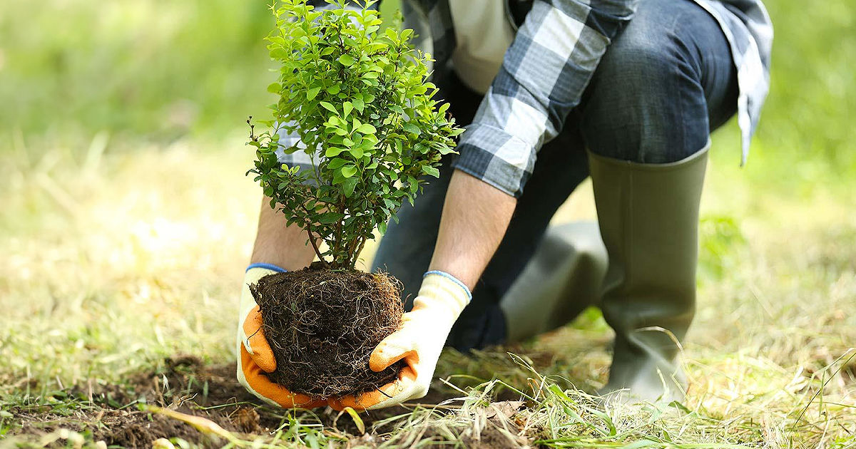 Primăria Chișinău lansează campania de plantare de toamnă.