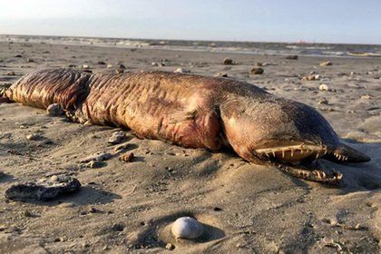 Aplatophis chauliodus встречаются на западе Атлантического океана, в том числе в Мексиканском заливе.