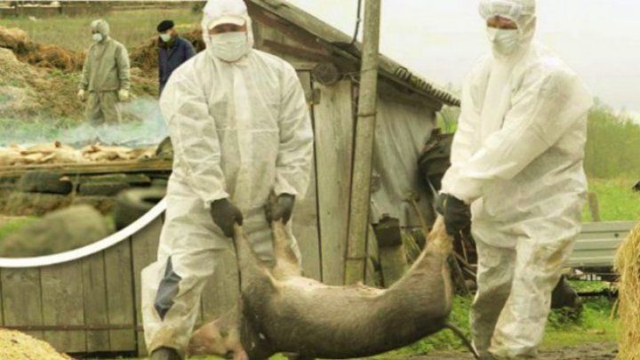 Alertă în România: Porci sacrificaţi ca să nu răspândească o boală
