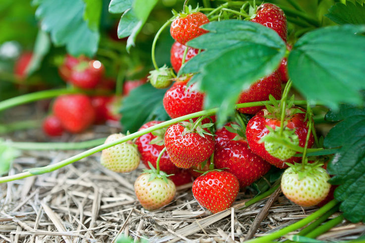 O plantație de căpșuni rodește la Strășeni, la sfârșit de octombrie