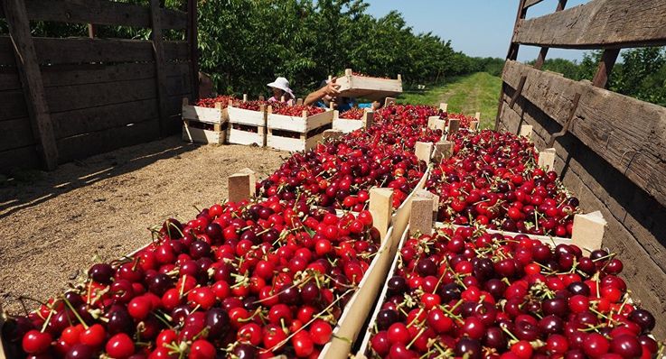 Молдова планирует значительно потеснить Украину в экспорте вишни в ЕС