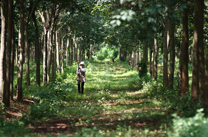 Peste 50 de temple antice din Cambodgia au intrat pe lista UNESCO