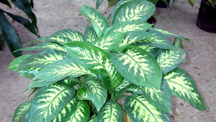 Planta care aduce mare ghinion în casă. 