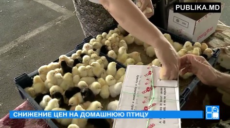 Желающим купить курицу для наваристой замы придется выложить сто леев.
