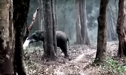 Ученых озадачила "курящая" слониха.