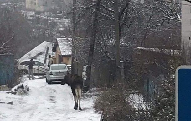 В Киеве по проспекту Науки разгуливал дикий лось.