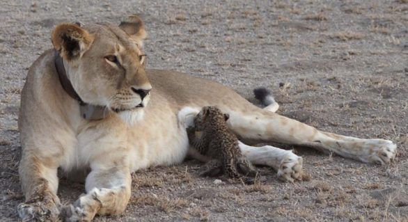 Un moment cu adevărat unic surprins în Tanzania: O leoaică alăptând un pui de leopard