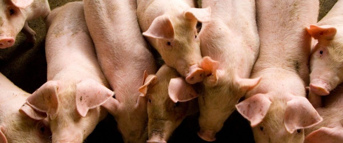 Мяса не будет: африканская чума уничтожает свиней по всему миру.