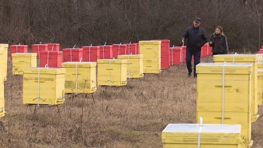 Теплая зима негативно влияет на пчел.