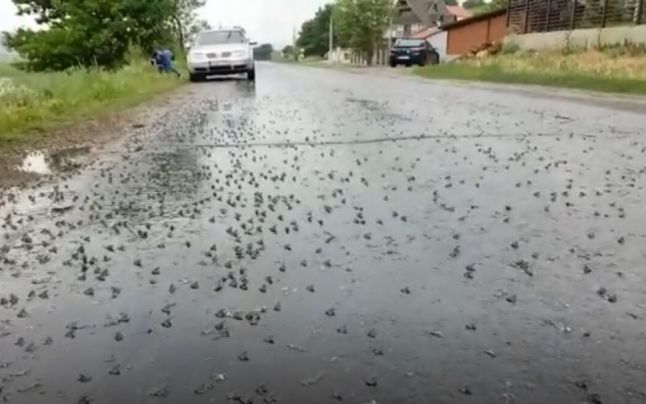 В Васлуй трассу заполонили лягушки.