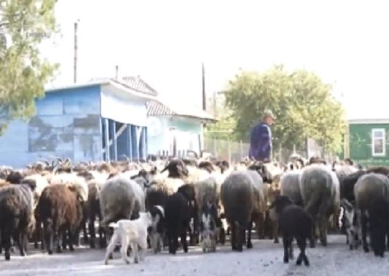 Un cioban a venit în faţa primăriei cu 200 de capre. Foto: captură video - protv.md
