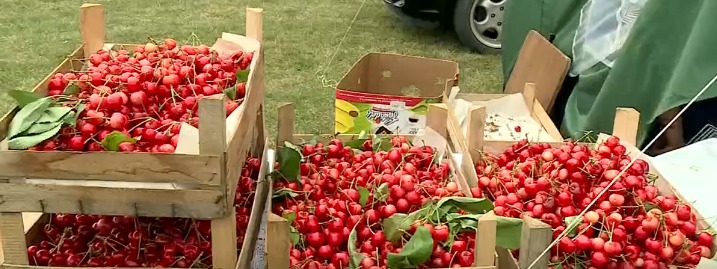 В селе Русештий Ной прошёл фестиваль черешни.
