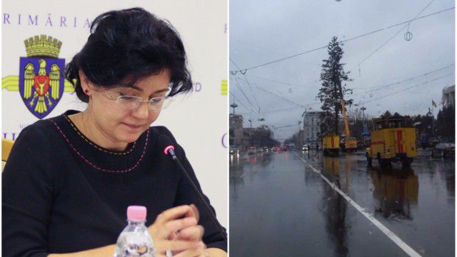 Epopeea bradului. Radu întârzie să facă publice rezultatele anchetei. Foto: basarabia.md