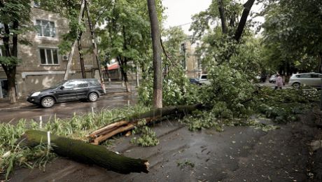 Четыре машины пострадали из-за пяти обрушившихся деревьев.
