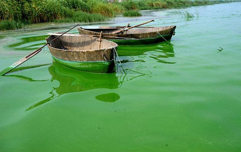 Власти провинции приняли решение извлечь водоросли и пустить их на удобрения.