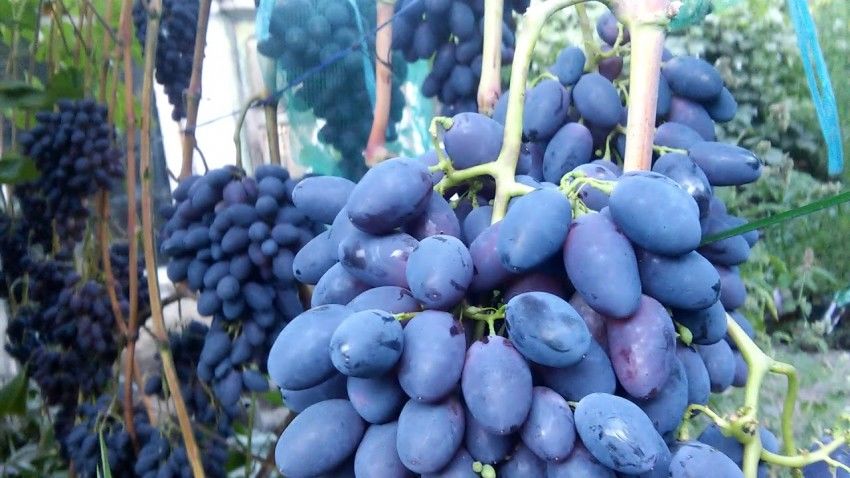 Молдова завершает сезон раннего винограда с неплохими результатами. Фото: east-fruit.com.