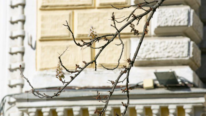 Из-за затянувшегося "бабьего лета" в Молдове зацвели каштаны и сирень.
