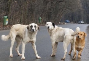 Administraţia azilului nu mai are rezerve de hrană şi nici bani pentru a întreţine câinii aflaţi în grijă.