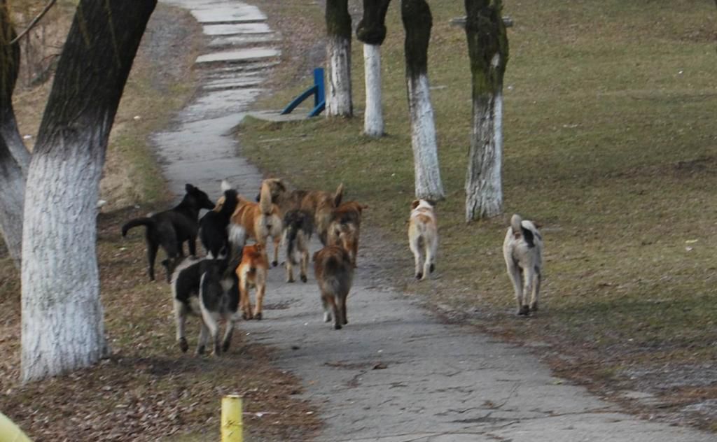 Haitele de câini vagabonzi au băgat spaima în locuitorii municipiului Bălţi. Foto: culumeainspate.ro