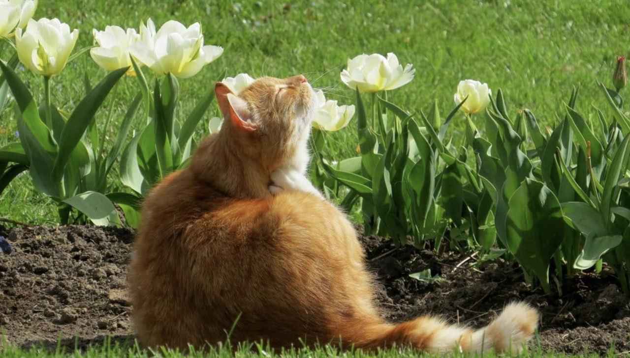 Temperaturi de până +25 °C. Cum va fi vremea în Moldova în weekend.