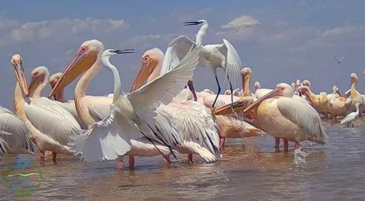 В Одесской области замечены тысячи розовых фламинго и пеликанов.