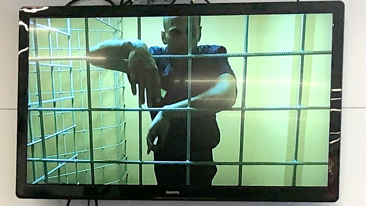 Навальный объяснил свои слова о побеге.