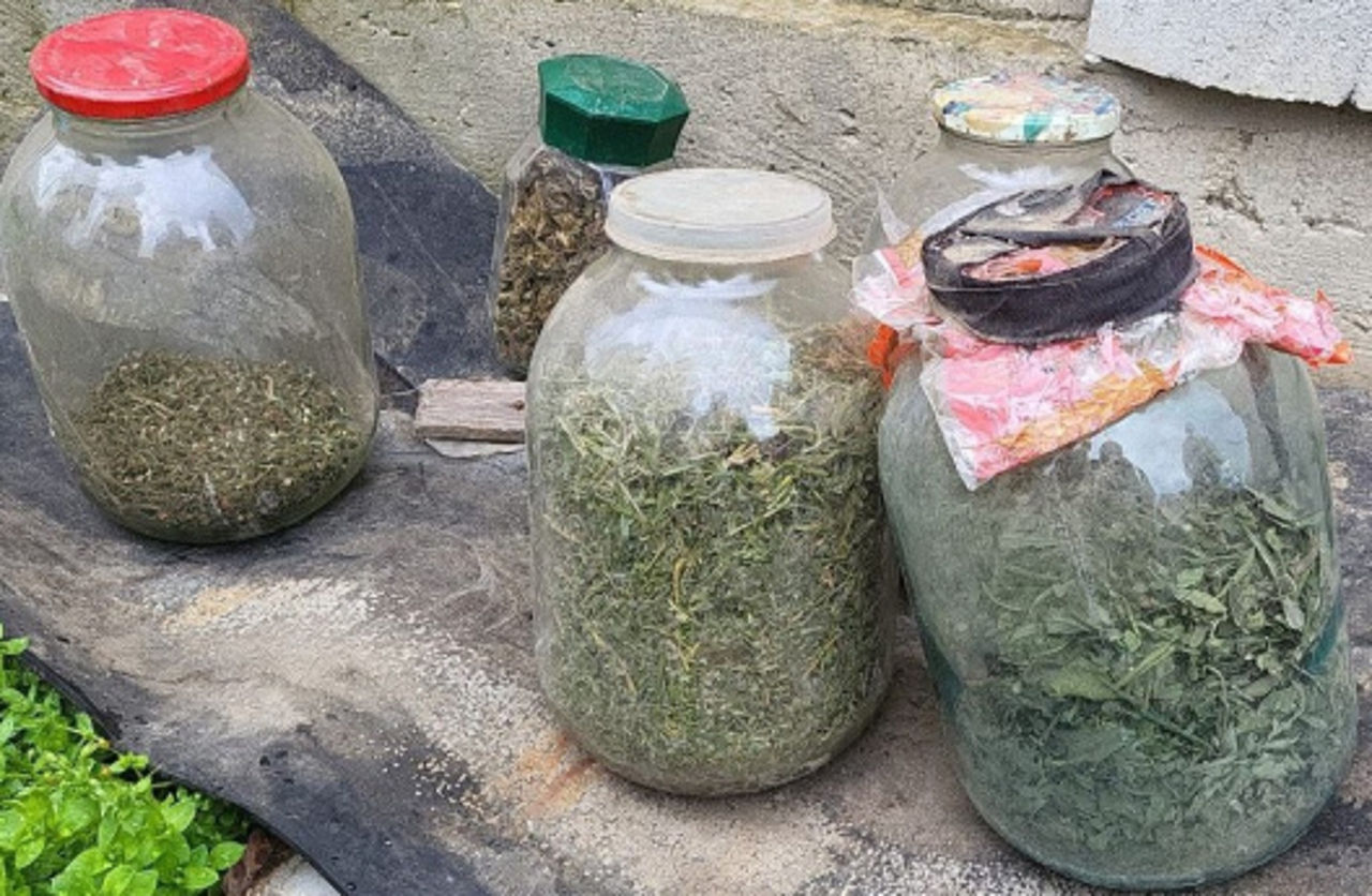 Марихуану на полмиллиона леев изъяли у трёх жителей Кагульского района.