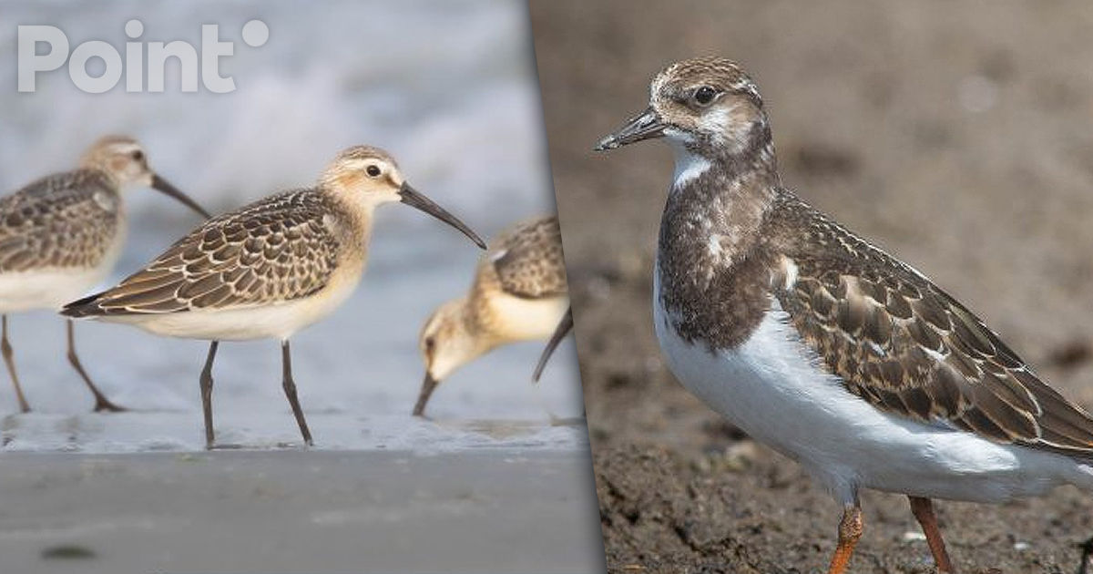 O nouă Listă Roşie a speciilor periclitate include cinci păsări din fauna R. Moldova.