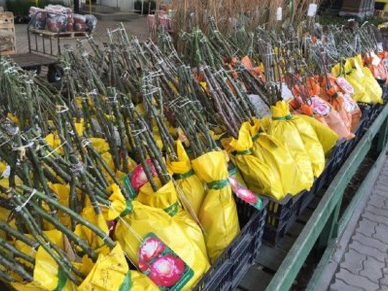 800 саженцев роз пытался незаконно ввезти в Россию гражданин Молдовы.