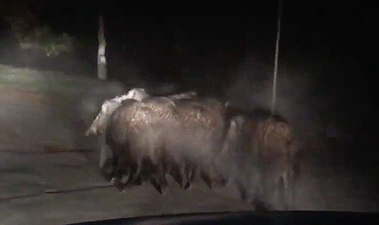 Житель столицы выложил в сеть видео гуляющих по улице кабанов.