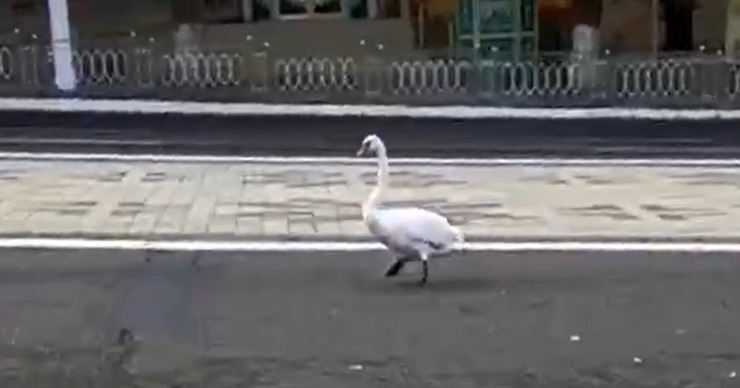 В Тирасполе по дороге бродил дикий лебедь.