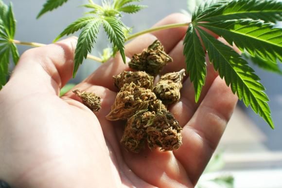 Poliţia din Germania propune legalizarea marijuanei. Foto: digi24.ro