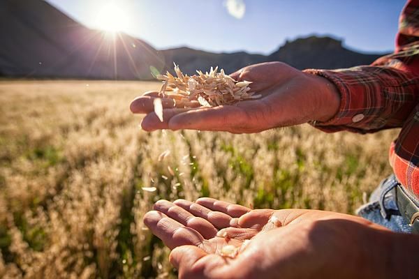 Subvențiile pentru agricultori ar putea fi achitate în avans.