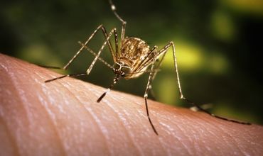 В Румынии подтвердилось, что 22 человека заразились вирусом лихорадки Западного Нила.