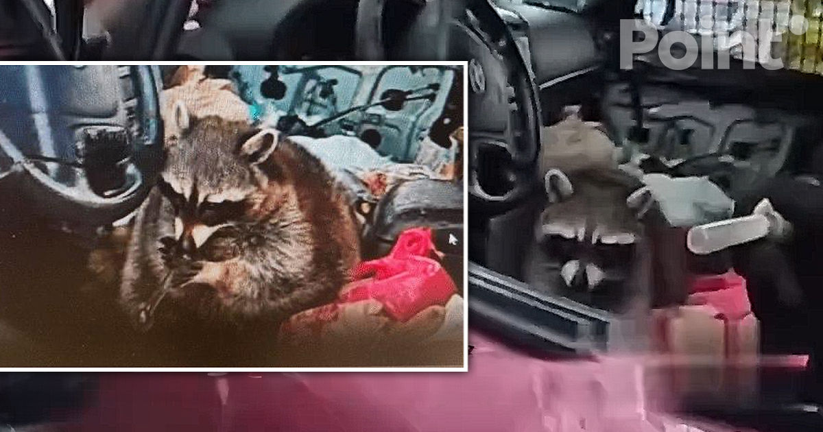 Un raton a încercat să distrugă probele într-un caz de trafic de droguri în SUA.