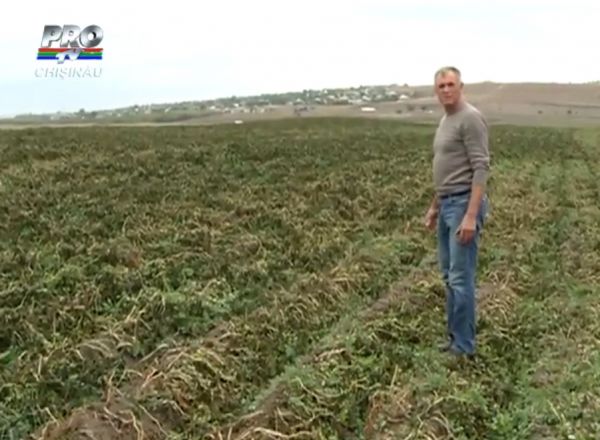 Ingheturile de ieri au lovit in agricultori. Foto: protv,md