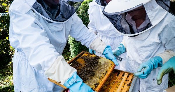 Program național de susținere pentru apicultori, elaborat în Moldova